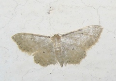 Idaea fuscovenosa