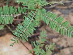 Sesbania cannabina