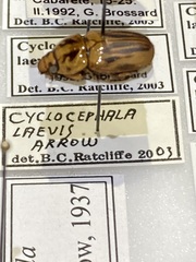 Cyclocephala laevis