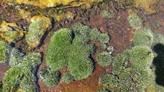 Bryum argenteum