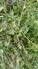 Phyteuma betonicifolium