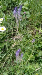 Phyteuma betonicifolium