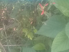 Dicliptera squarrosa