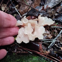 Trechispora thelephora