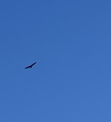 Buteo albonotatus