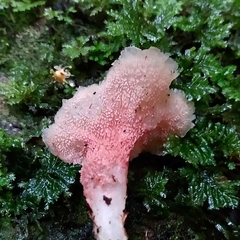 Trechispora thelephora