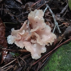 Trechispora thelephora