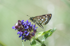 Heteropterus morpheus