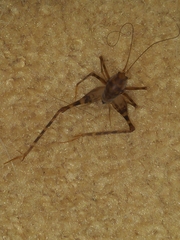 Tachycines asynamorus