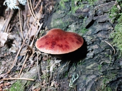 Fistulina hepatica
