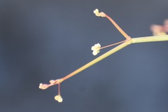 Eriogonum inflatum