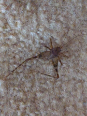 Tachycines asynamorus
