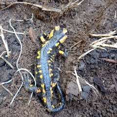 Salamandra salamandra