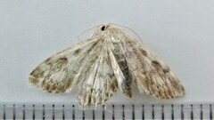 Anania tertialis
