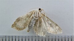 Anania tertialis