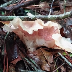 Trechispora thelephora