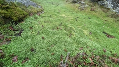 Limnanthes macounii