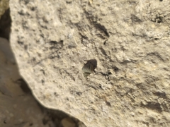 Echinolittorina punctata