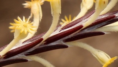 Struthiola fasciata