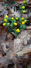 Eranthis hyemalis
