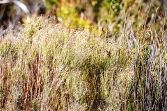 Pseudopentameris macrantha