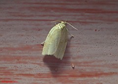 Aphelia alleniana