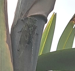 Amphipsalta zelandica