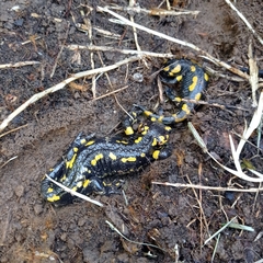 Salamandra salamandra