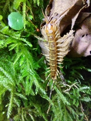 Lithobius variegatus