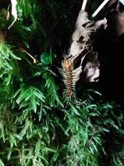 Lithobius variegatus