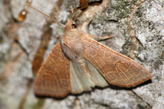 Xanthia ocellaris