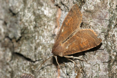 Xanthia ocellaris
