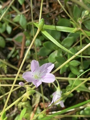 Montia parvifolia