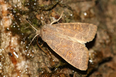 Xanthia ocellaris