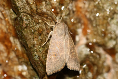 Xanthia ocellaris