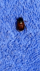 Phyllopertha horticola