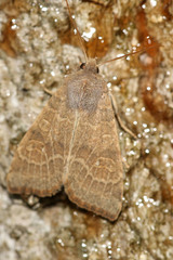 Xanthia ocellaris