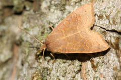 Xanthia ocellaris