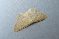 Idaea obsoletaria
