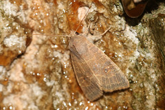Xanthia ocellaris