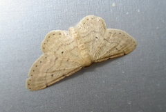 Idaea obsoletaria