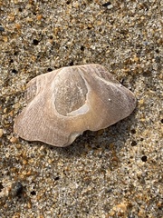 Placopecten magellanicus