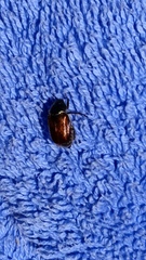 Phyllopertha horticola