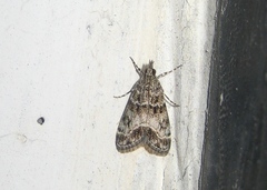 Eudonia mercurella