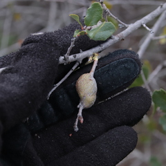 Andricus chrysolepidicola