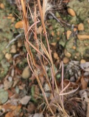 Andropogon virginicus