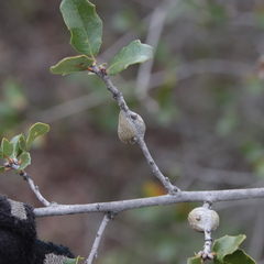 Andricus chrysolepidicola