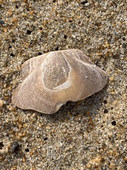 Placopecten magellanicus