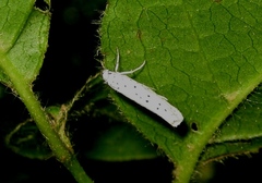 Yponomeuta cagnagella