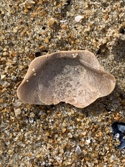 Placopecten magellanicus